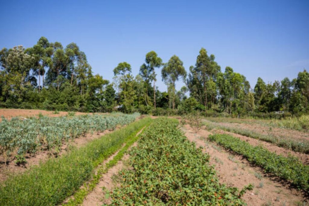 Farm - The Accidental Farmer